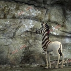 ภาพตัวอย่างจากภาพยนตร์ Animation เรื่อง KHUMBA ม้าลายแสบซ่าส์ ตะลุยป่าซาฟารี