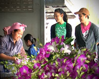 มหัศจรรย์กล้วยไม้ไทย มหัศจรรย์กล้วยไม้ไทย