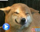 หมายิ้มได้
