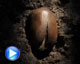 Acorn to oak tree time-lapse