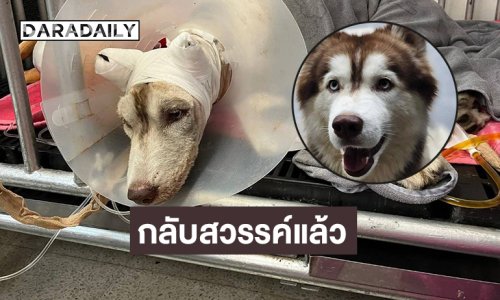 “น้องหมามอลลี่” กลับสวรรค์แล้ว หลังในหลวงรับไว้ในพระราชานุเคราะห์ 