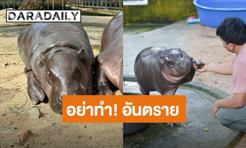 สวนสัตว์เขาเขียวแจ้งจับคนกระโดดลงบ่อหมูเด้ง เตือนอย่าหาทำ!!