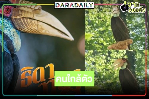 เปิดเสียงพากย์ “นกแอนโตนิโอ” ในละคร “ธิดาวานร”