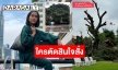 อยากรู้เหตุผล! “อ้น ศรีพรรณ” เทียบภาพต้นไม้ใหญ่ถูกตัดจนเหี้ยน ข้องใจทำไมต้องทำขนาดนี้?