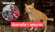 สองสามีภรรยาตั้งเงินรางวัล 1 แสนบาท ตามหาแมว “ถุงทอง” หายออกจากบ้านนานกว่า 10 วัน