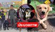 ประมวลภาพ10 วันอินฟลูดังอาสาร่วมงาน K9 เผยภาพ “น้องลอมเบล”  สุนัขทหารที่บาดเจ็บจากงานกู้ภัยดัวย