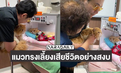 “น้องเลย์ลิน” แมวทรงเลี้ยงของพระเจ้าวรวงศ์เธอ พระองค์เจ้าสิริภาจุฑาภรณ์ ได้เสียชีวิตอย่างสงบ