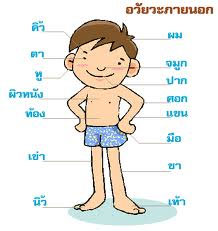 อวัยวะต่าง ๆ มีหน้าที่อย่างไรกันแน่