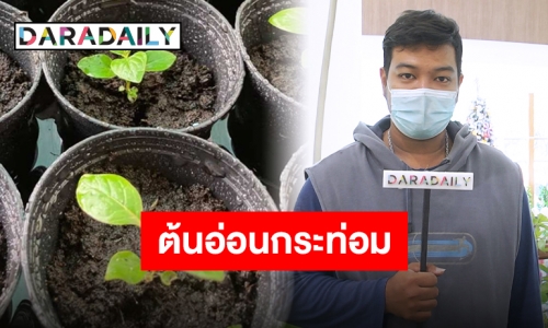 สุดดีใจกระท่อมถูกกฎหมาย!! “OK Plants” พร้อมส่งตรงต้นอ่อนคุณภาพเพื่อคนรักสมุนไพร