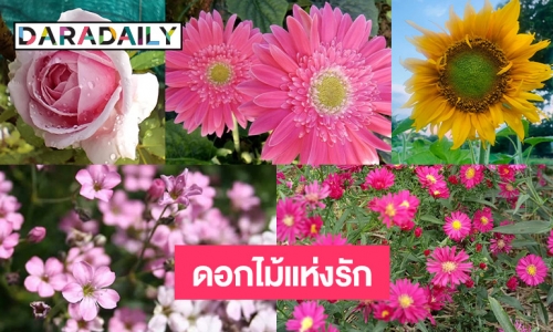 10 ความหมายของดอกไม้แห่งรัก