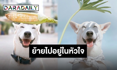 โบกมืออำลา “กลูต้า” น้องหมาอินฟลูสุดคิ้วท์ กลับไปวิ่งเล่นที่ดาวหมาแล้ว