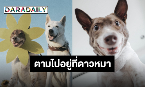 “Gluta Story” ประกาศข่าวเศร้าอีกครั้ง “น้องกอลลั่ม” กลับดาวหมาแล้ว