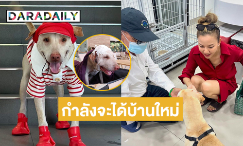 “จ๊ะ นงผณี” แชร์ชีวิตในวันนี้ของ “น้องเฮงเฮงหมาข้างทาง” กำลังจะได้บ้านใหม่ 