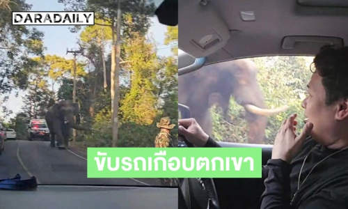 นักร้องดัง เผชิญหน้าช้างป่าร้องลั่นรถ สติหลุด ขับรถเกือบตกเขาใหญ่
