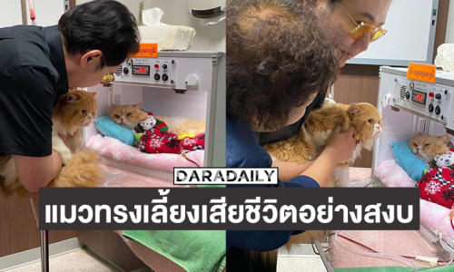 “น้องเลย์ลิน” แมวทรงเลี้ยงของพระเจ้าวรวงศ์เธอ พระองค์เจ้าสิริภาจุฑาภรณ์ ได้เสียชีวิตอย่างสงบ