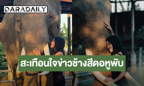 อีกวาระแห่งชาติ! ช้างสีดอหูพับ “นักร้องดัง“ สะเทือนใจ เร่งหาทางออกไม่ให้เกิดเหตุซ้ำๆ