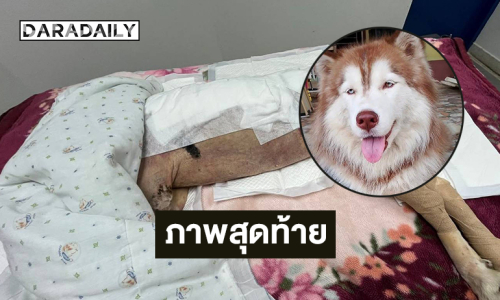 ภาพสุดท้าย ...โพสต์อำลาส่ง “น้องหมามอลลี่” สู่สวรรค์