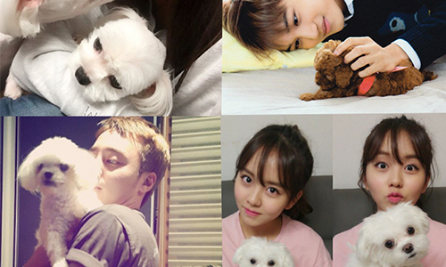 น่ารักแพ็คคู่! 16 ไอดอลเกาหลีกับสัตว์เลี้ยงตัวโปรด