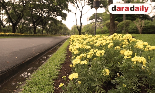 เปิดความหมายของ “ดอกดาวเรือง” ตั้งชูช่อบานทั่วทั้งประเทศ