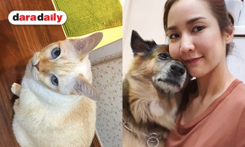 ประสบการณ์แสนโหดกับน้องแมวของ "จั๊กจั่น"