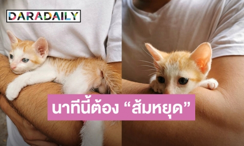 สงสัยได้ชื่อ “ส้มหยุด” อัปเดตแมวจร ที่ “โย่ง” ทิ้งรถ ช่วยชีวิตกลางถนน