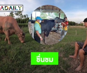 จิตอาสาวังดูงานอนุรักษ์ควายไทยของ “น้ำ รพีภัทร”