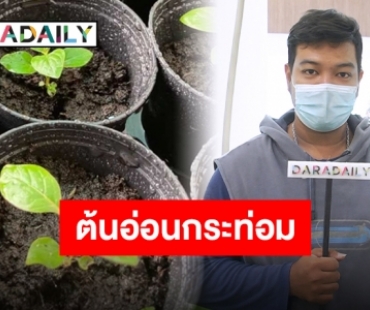 สุดดีใจกระท่อมถูกกฎหมาย!! “OK Plants” พร้อมส่งตรงต้นอ่อนคุณภาพเพื่อคนรักสมุนไพร