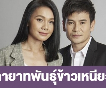 เรื่องย่อ “ทายาทพันธุ์ข้าวเหนียว”