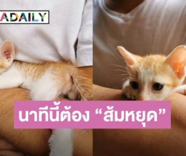 สงสัยได้ชื่อ “ส้มหยุด” อัปเดตแมวจร ที่ “โย่ง” ทิ้งรถ ช่วยชีวิตกลางถนน